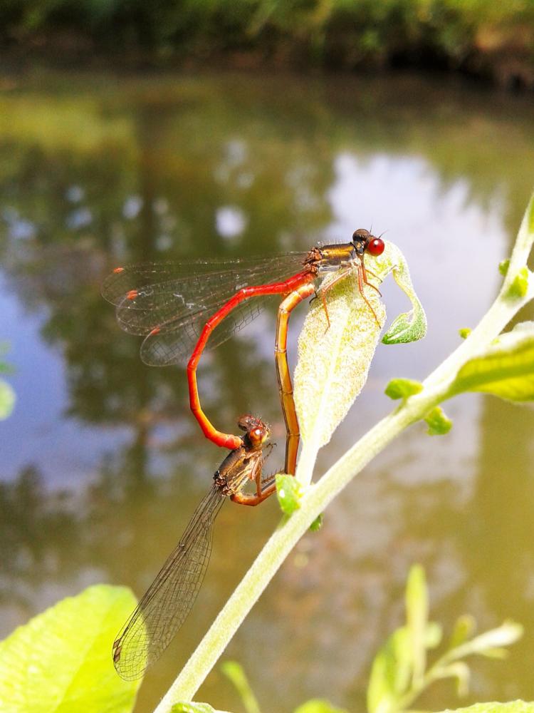 Agrion délicat Ceriagrion tenellum (Villers, 1789)
