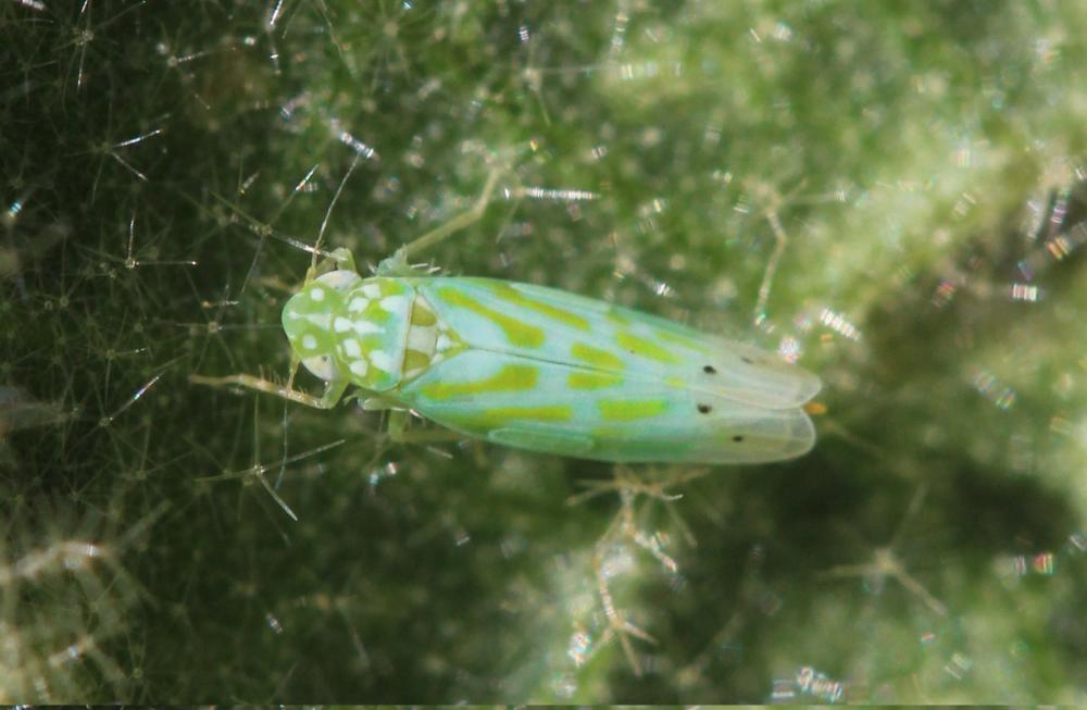 Micantulina stigmatipennis (Mulsant & Rey, 1855)