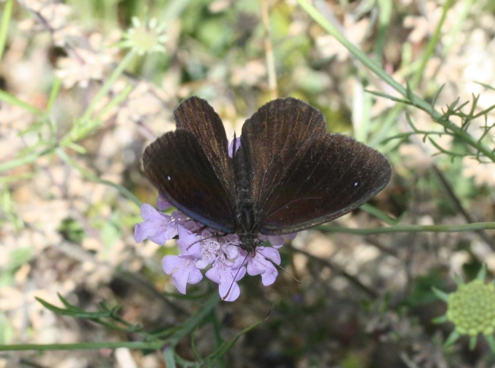 La Petite Coronide (La), Actéon (L'), Coronis (Le), A Satyrus actaea (Esper, 1781)