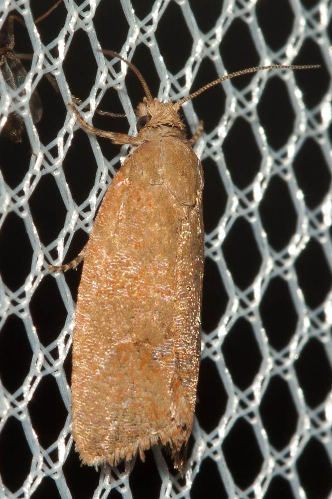  Celypha rufana (Scopoli, 1763)