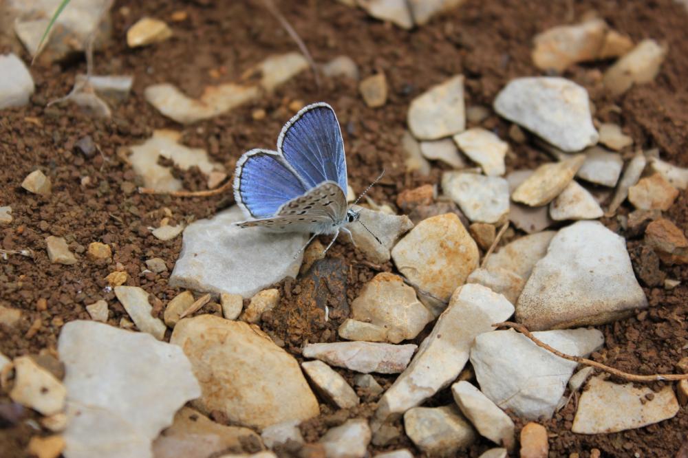 Azuré de l'Adragant (L'), Azuré du Plantain (L'), Polyommatus escheri (Hübner, 1823)