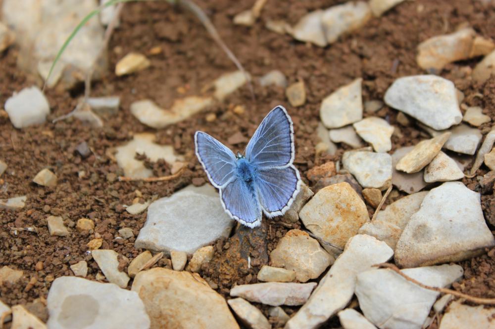 Azuré de l'Adragant (L'), Azuré du Plantain (L'), Polyommatus escheri (Hübner, 1823)