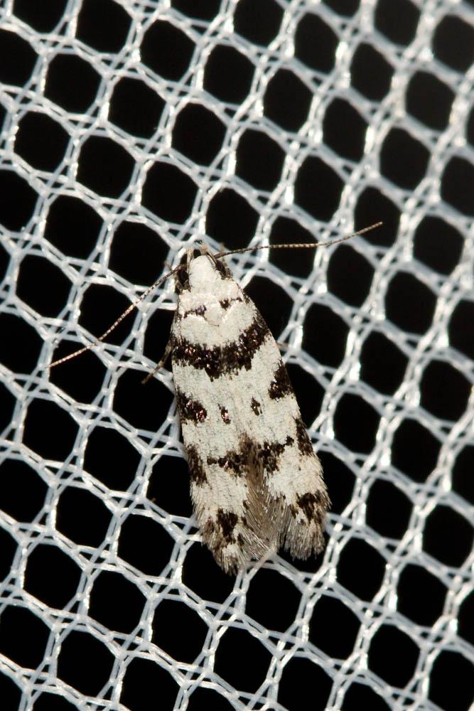 Pseudotelphusa scalella (Scopoli, 1763)
