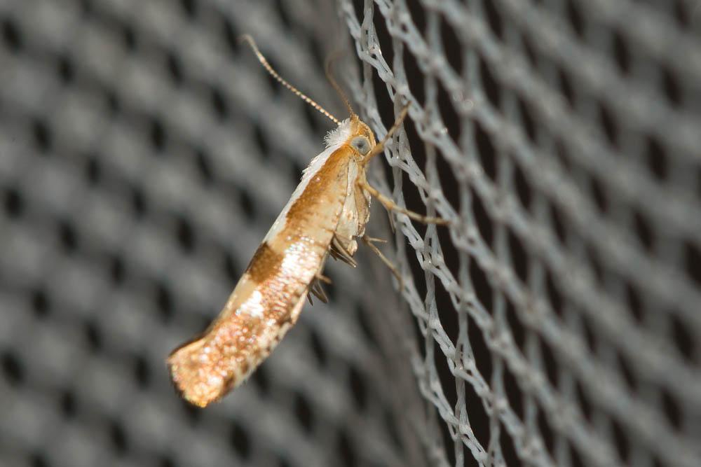 Argyresthia pruniella (Clerck, 1759)