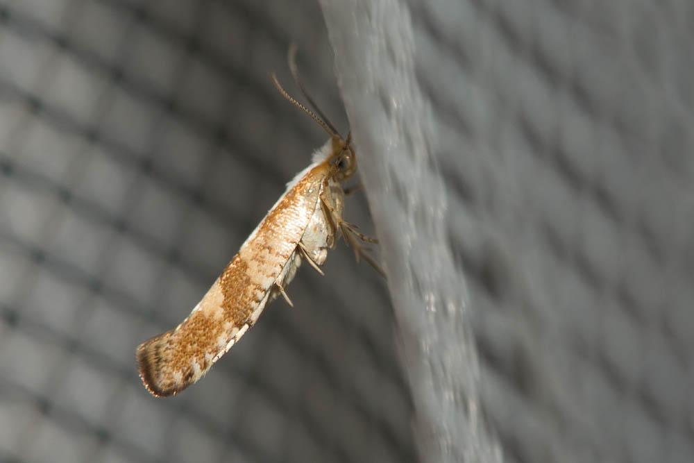Argyresthia pruniella (Clerck, 1759)