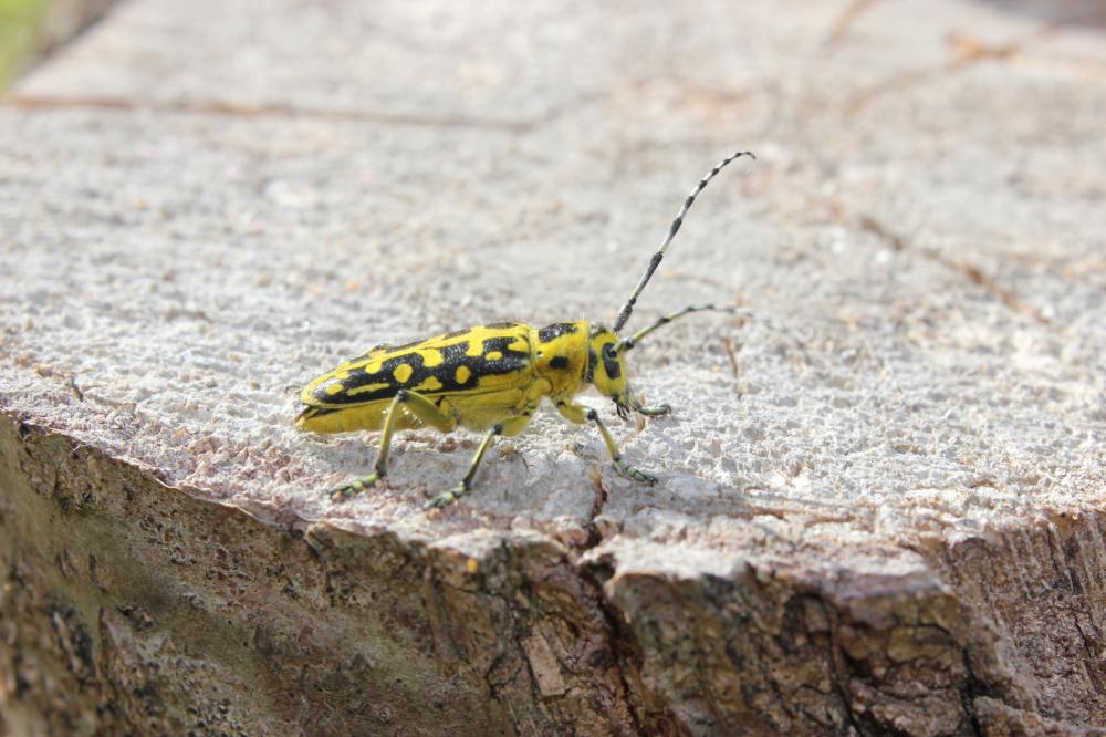  Saperda scalaris (Linnaeus, 1758)