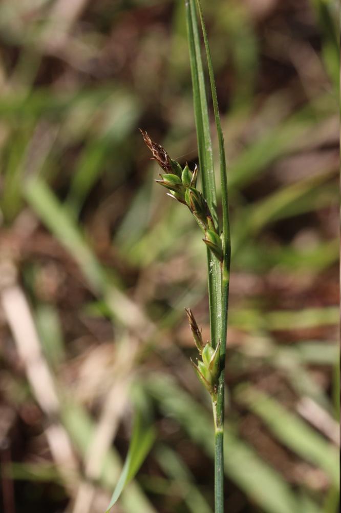 Laîche à longues bractées Carex distachya Desf., 1799