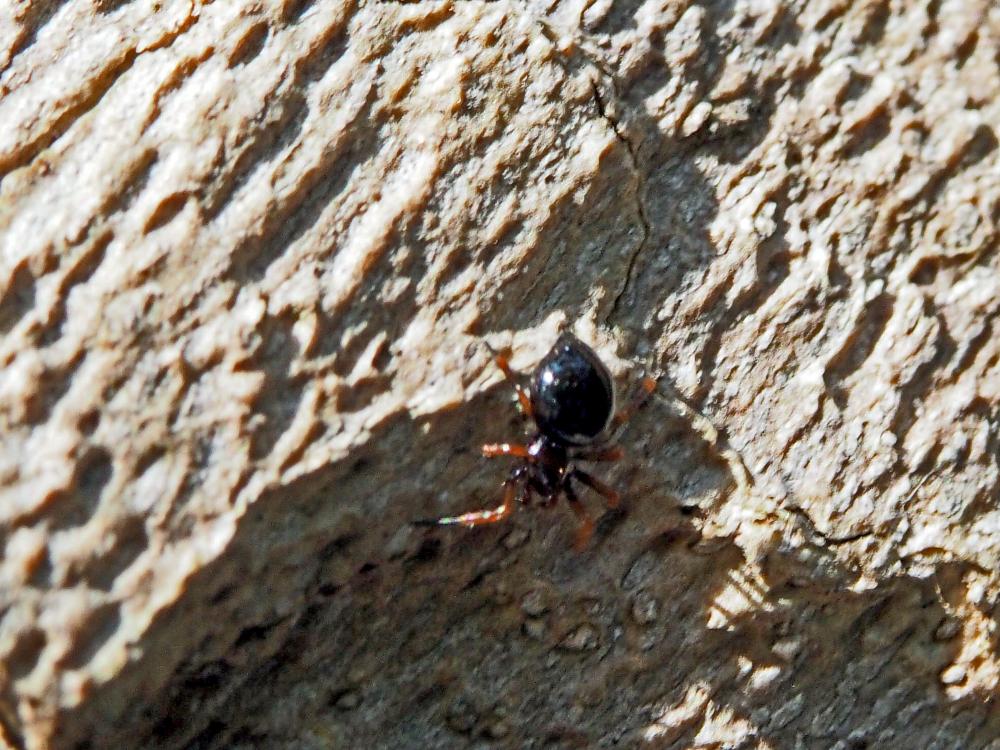 Euryopis