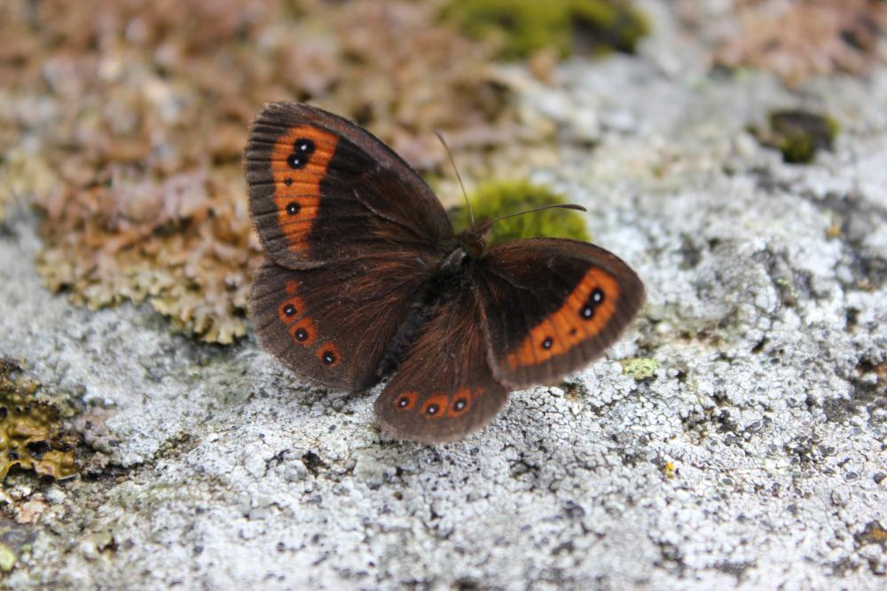 Moiré automnal (Le) Erebia neoridas (Boisduval, 1828)