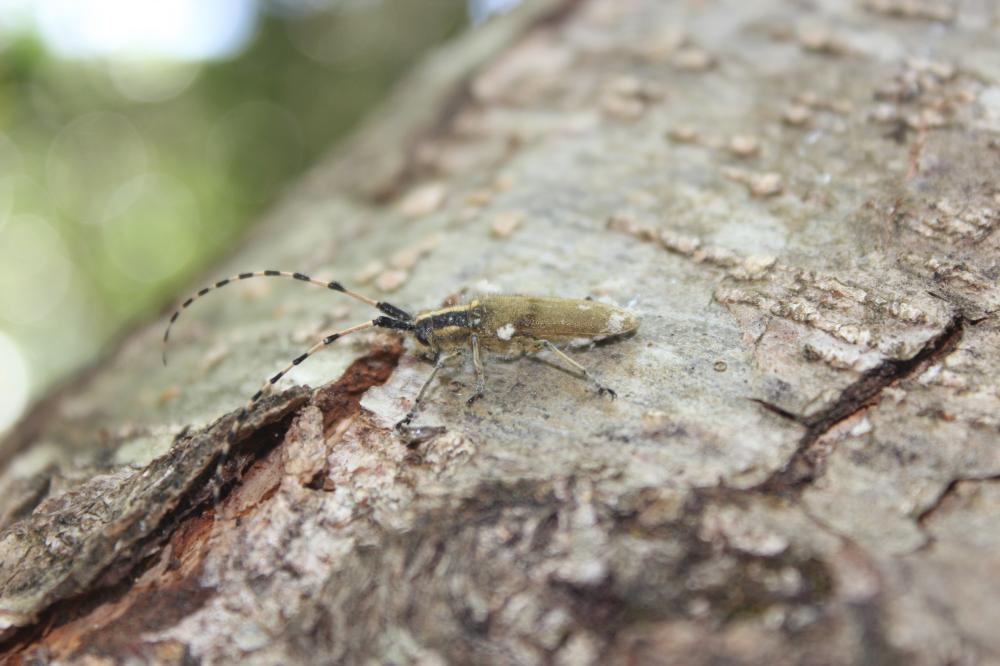 Agapanthie de l'Asphodèle Agapanthia asphodeli (Latreille, 1804)