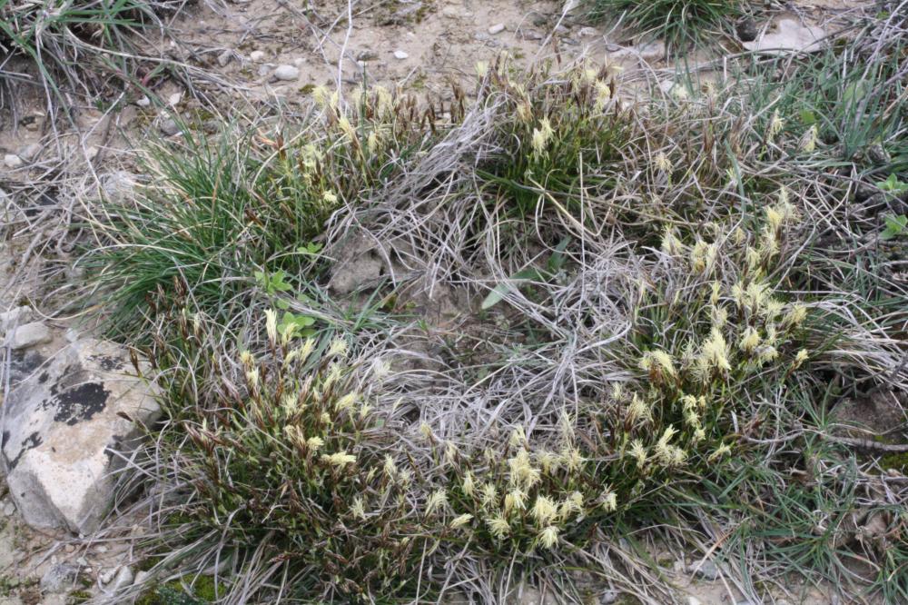 Laîche humble Carex humilis Leyss., 1758