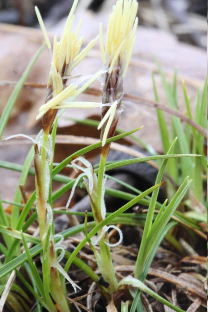 Laîche humble Carex humilis Leyss., 1758