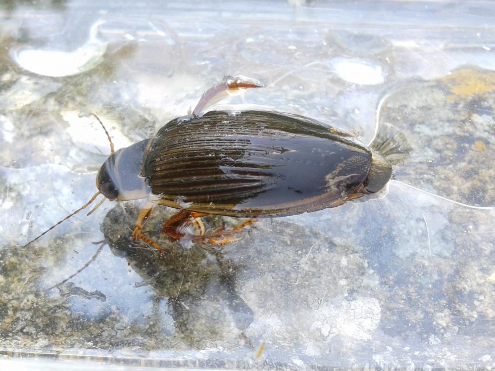 Dytique bordé Dytiscus marginalis Linnaeus, 1758