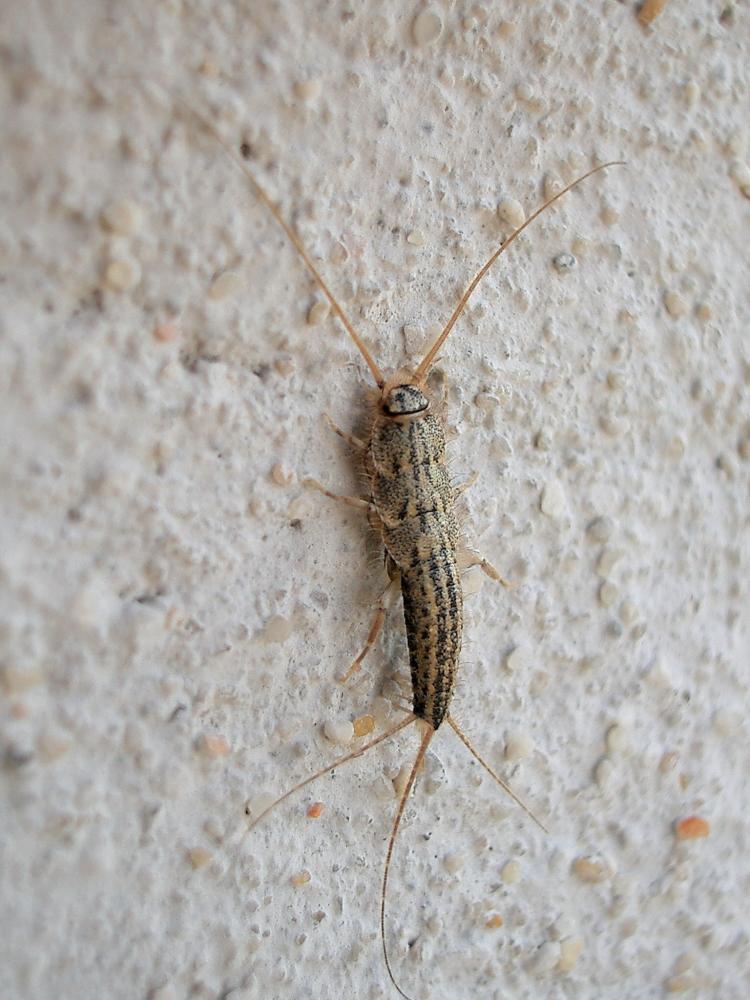 Ctenolepisma lineata (Fabricius, 1775)