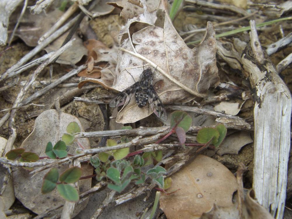 Anthrax varius Fabricius, 1794