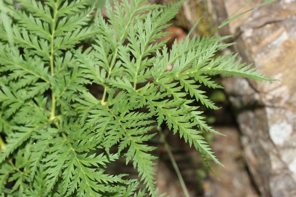 Moloposperme du Péloponnèse Molopospermum peloponnesiacum (L.) W.D.J.Koch, 1824