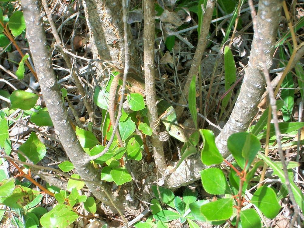 Lézard vert Lacerta bilineata Daudin, 1802