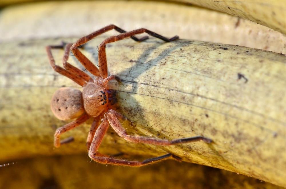  Olios argelasius (Walckenaer, 1806)