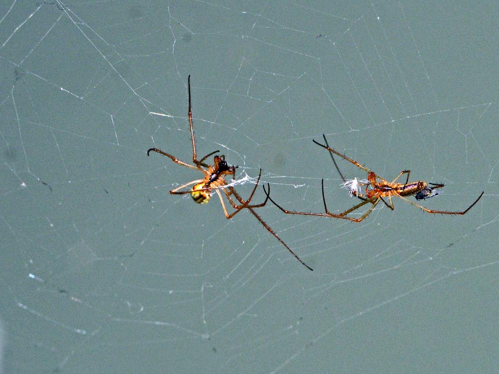 Tetragnatha Latreille, 1804