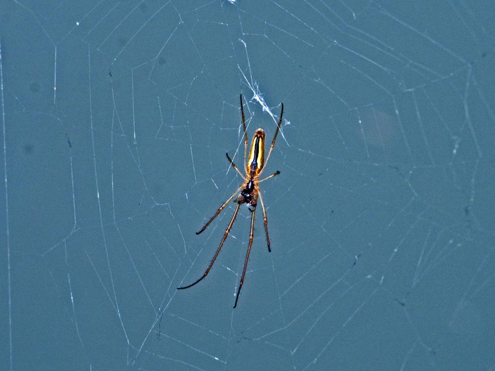  Tetragnatha Latreille, 1804