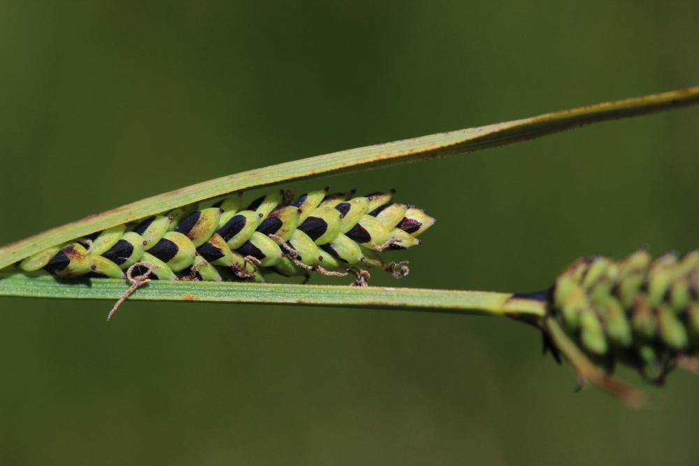 Laîche vulgaire, Laîche noire Carex nigra (L.) Reichard, 1778