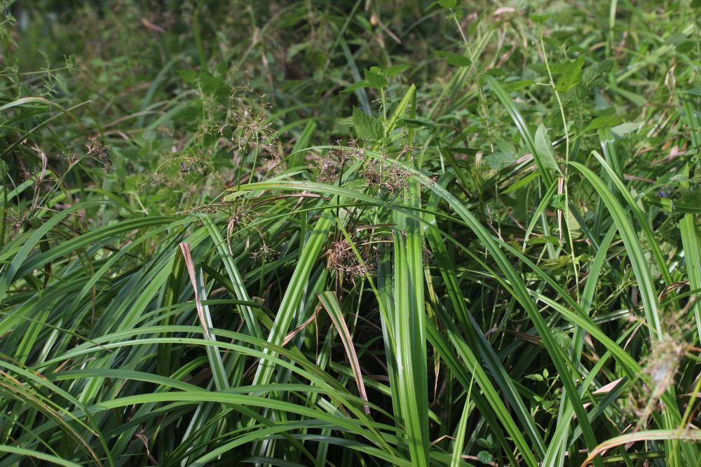 Le Scirpe des bois, Scirpe des forêts Scirpus sylvaticus L., 1753