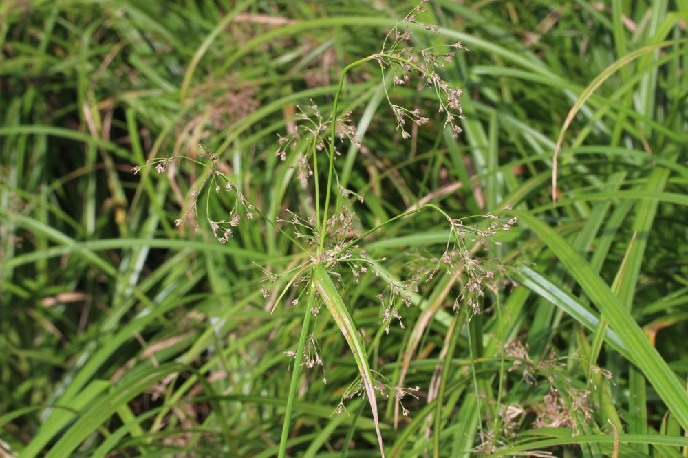 Scirpe des bois, Scirpe des forêts Scirpus sylvaticus L., 1753
