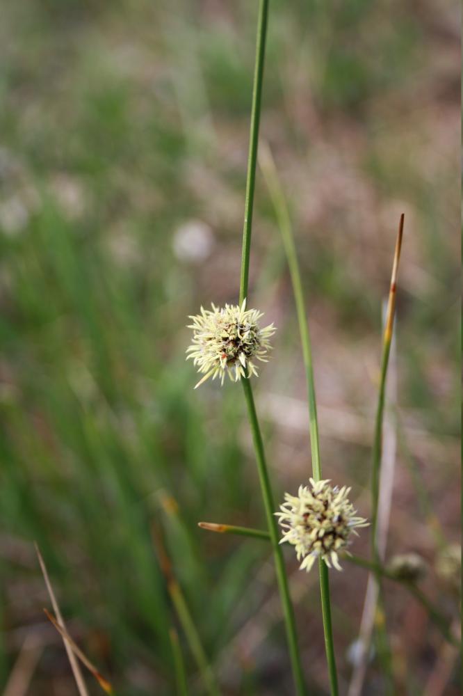 Scirpe du Midi Scirpoides holoschoenus subsp. australis (L.) Soják, 1972