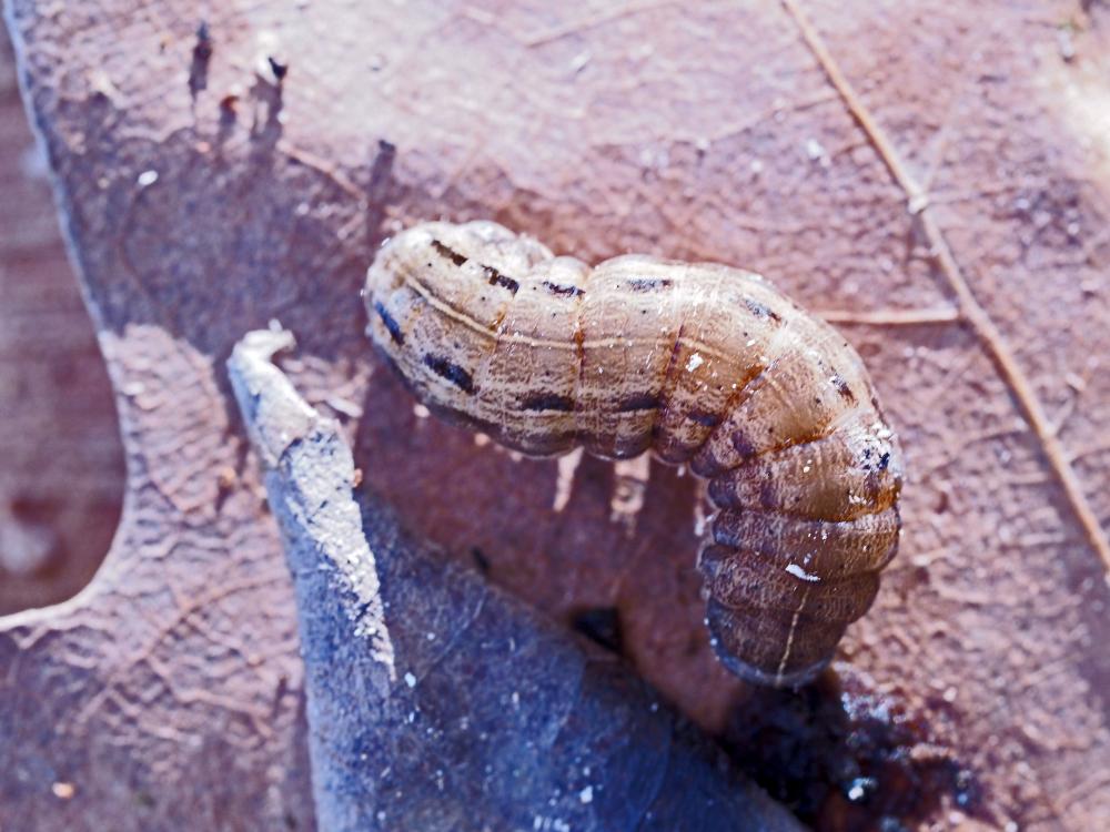 Hibou (Le) Noctua pronuba (Linnaeus, 1758)