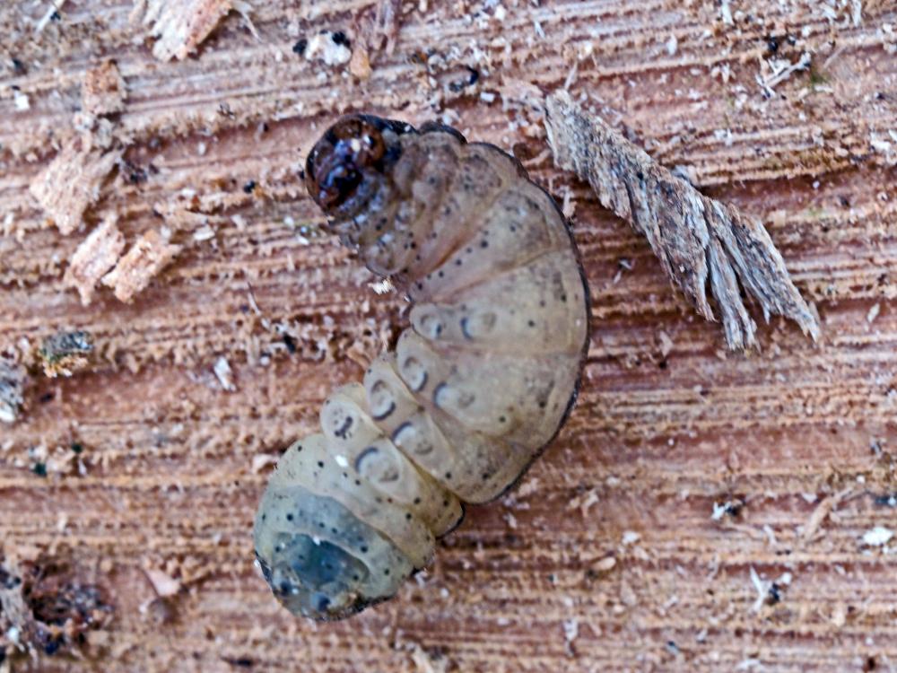 Hibou (Le) Noctua pronuba (Linnaeus, 1758)