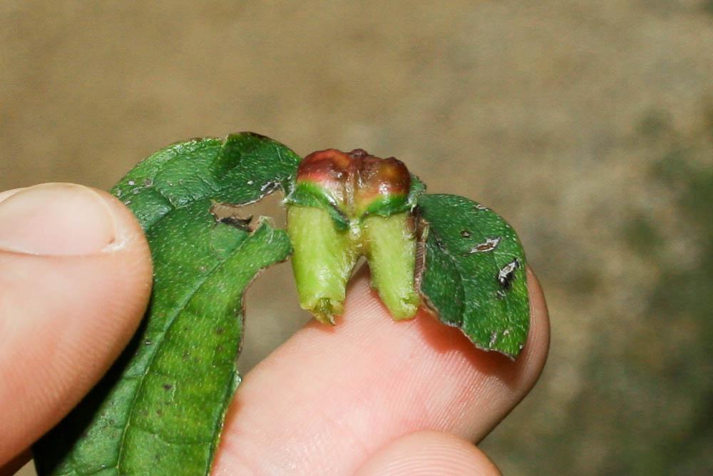  Craneiobia corni (Giraud, 1863)