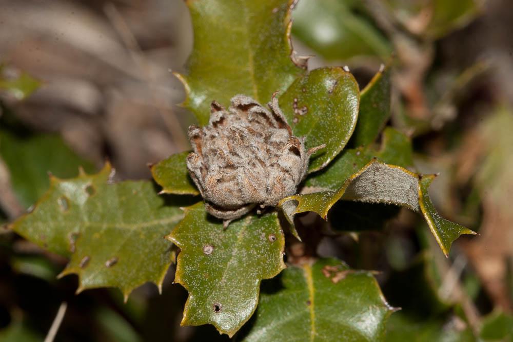 Phyllodiplosis cocciferae (Tavares, 1901)