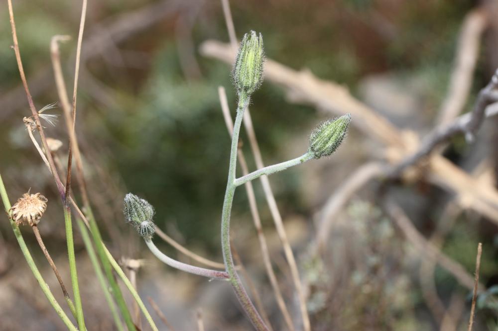 Épervière précoce, Épervière bleuâtre Hieracium glaucinum Jord., 1848