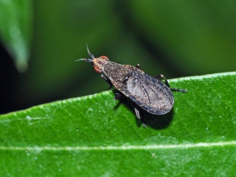  Euthycera cribrata (Rondani, 1868)
