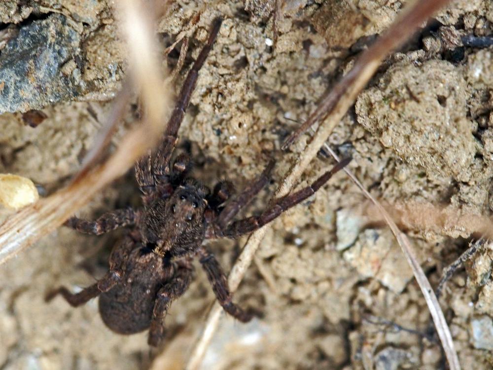 Alopecosa albofasciata (Brullé, 1832)