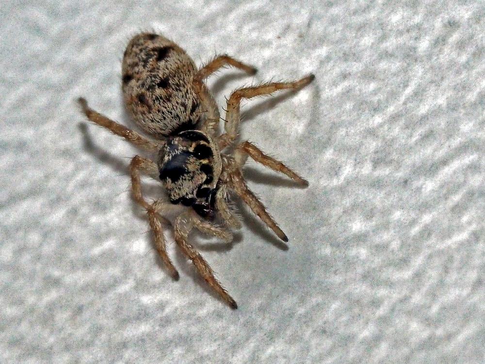 Salticus mutabilis Lucas, 1846