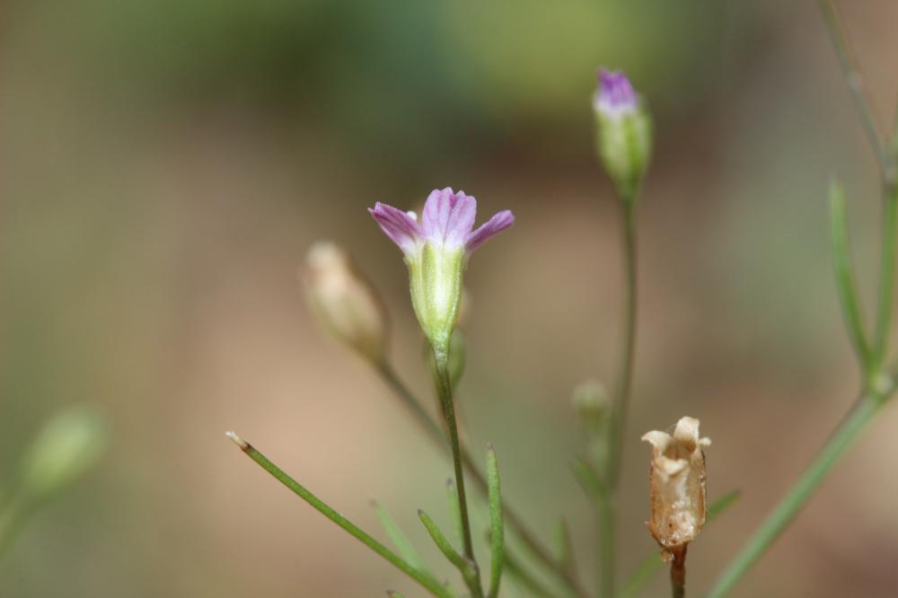 Gypsophile des murailles, Gypsophile des moissons Gypsophila muralis L., 1753