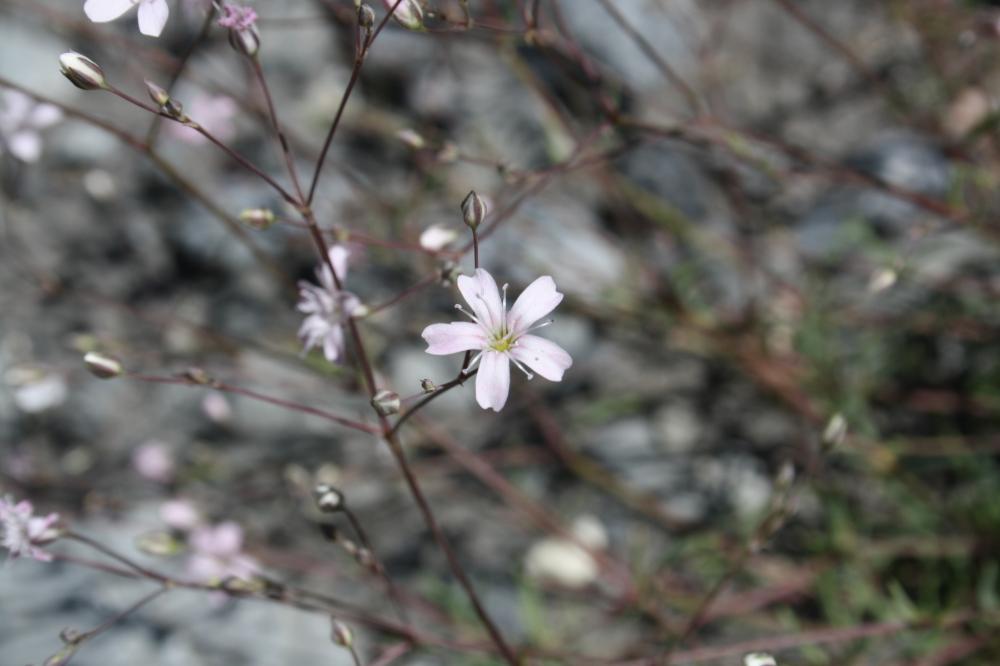 Gypsophile rampante Gypsophila repens L., 1753