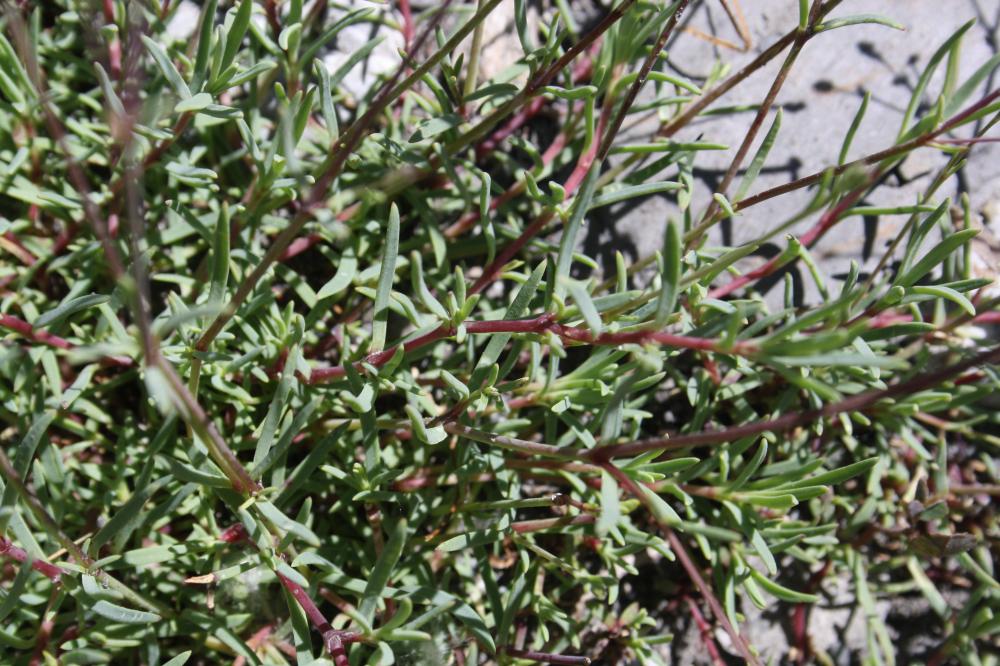 Gypsophile rampante Gypsophila repens L., 1753