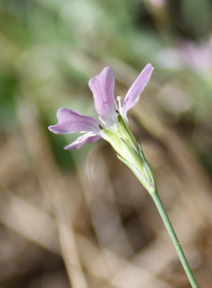 Oeillet saxifrage, Oeillet des rochers Petrorhagia saxifraga (L.) Link, 1829