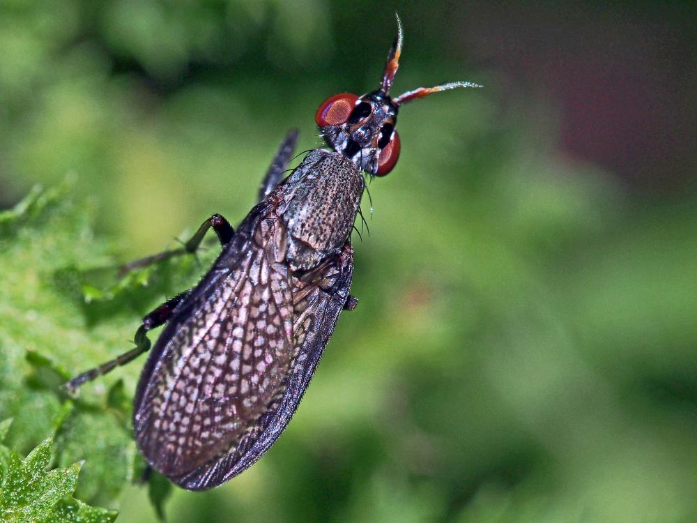  Coremacera marginata (Fabricius, 1775)