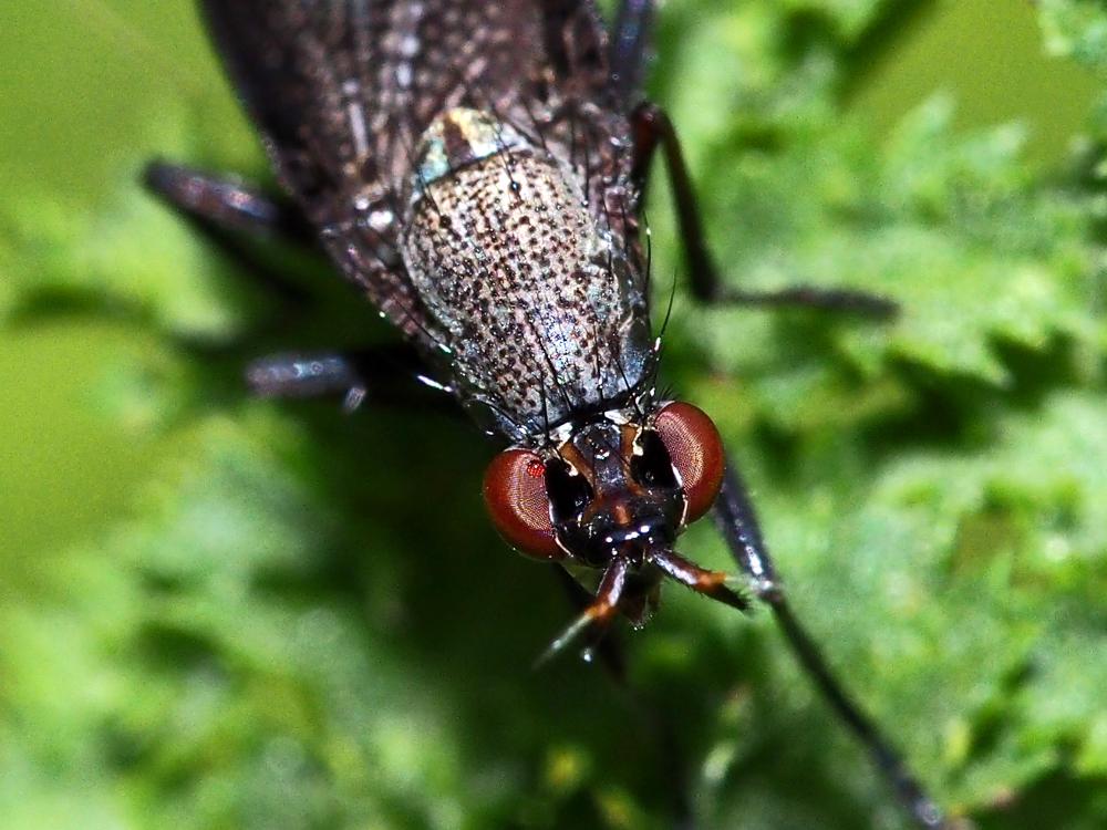  Coremacera marginata (Fabricius, 1775)