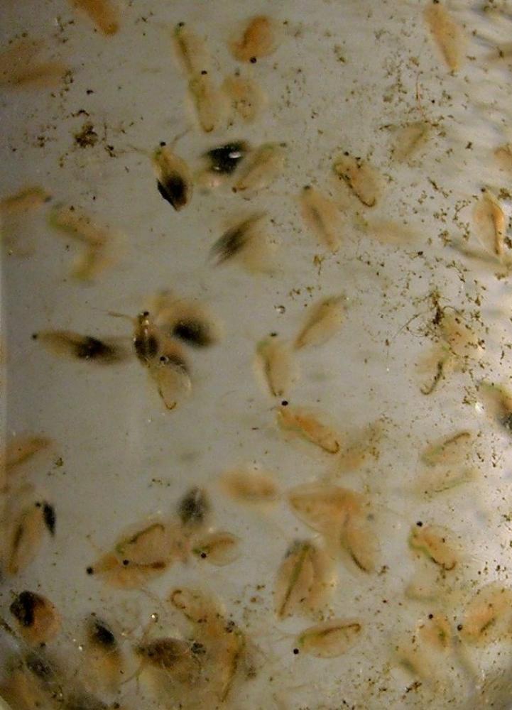 Daphnia O.F. Müller, 1785