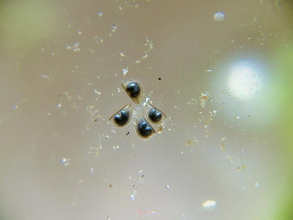 Daphnia O.F. Müller, 1785