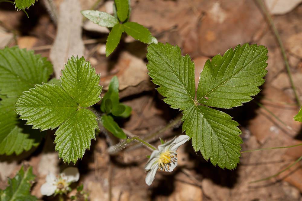 Fraisier vert Fragaria viridis Weston, 1771