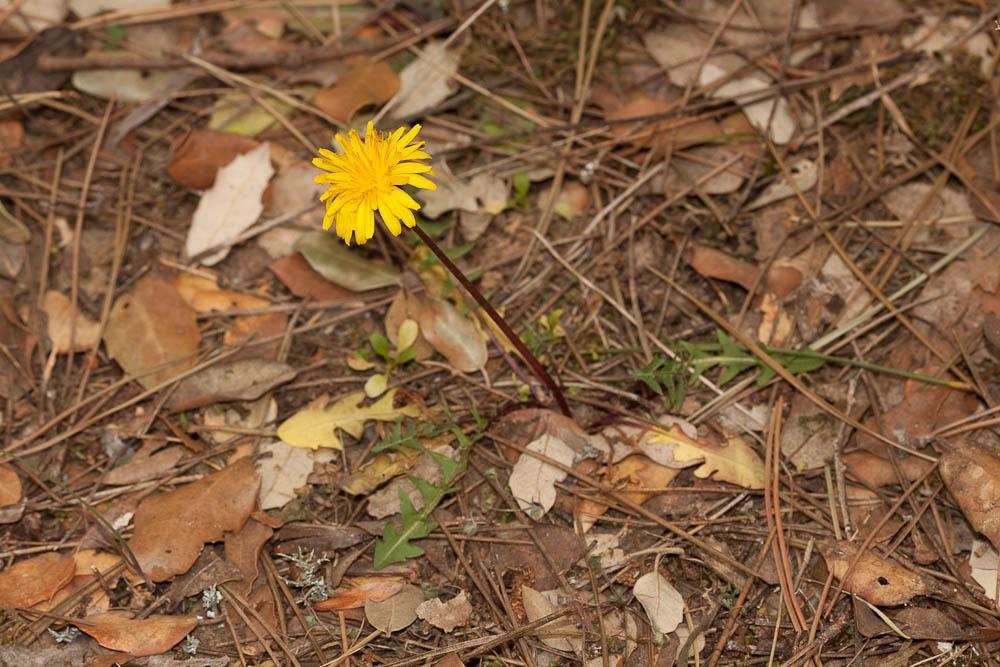 Pissenlit gracile, Pissenlit à feuilles lisses Taraxacum erythrospermum Andrz. ex Besser, 1821