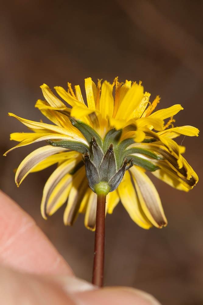 Pissenlit gracile, Pissenlit à feuilles lisses Taraxacum erythrospermum Andrz. ex Besser, 1821