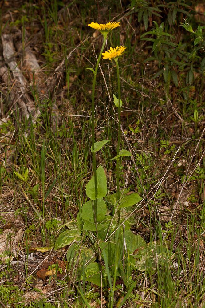 Doronic à feuilles de plantain Doronicum plantagineum L., 1753