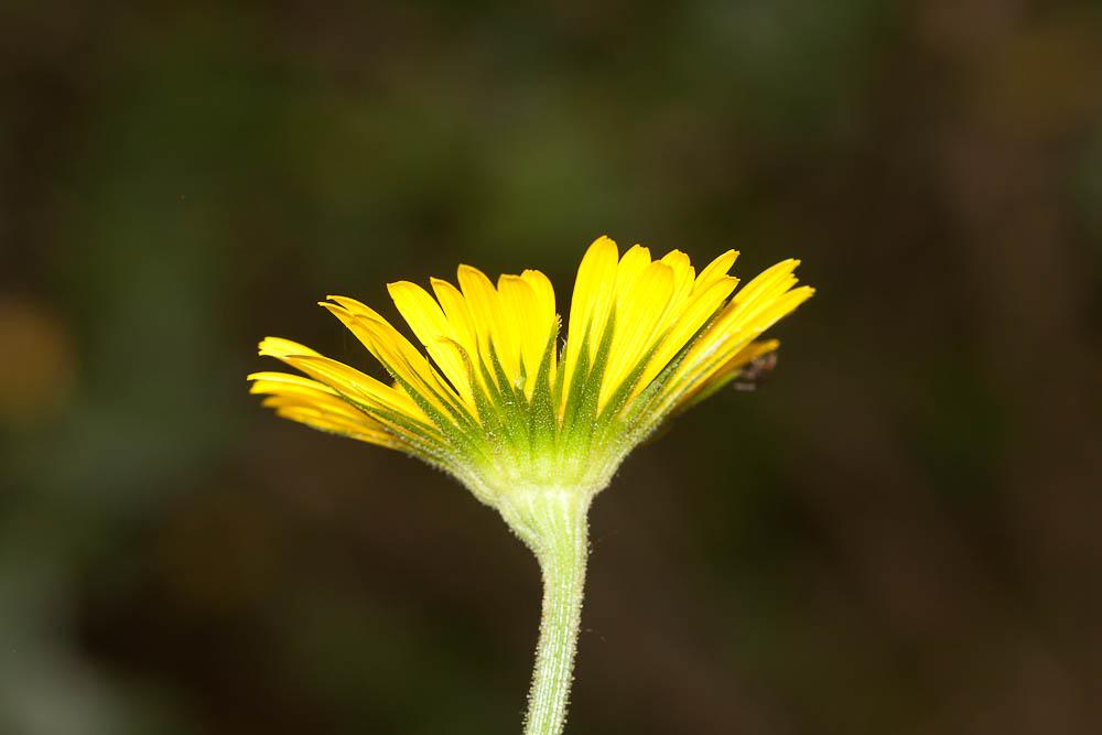 Doronic à feuilles de plantain Doronicum plantagineum L., 1753