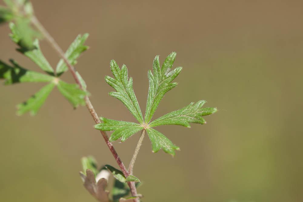 Potentille argentée Potentilla argentea L., 1753
